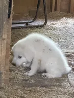 2 , a female Great Pyrenees for sale in Ponce De Leon, FL – 2 of 2