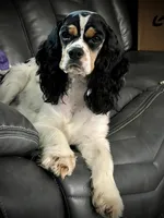 Lil Bit, a female Cocker Spaniel for sale in Atoka, OK – 4 of 5