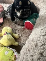 Lil Bit, a female Cocker Spaniel for sale in Atoka, OK – 2 of 5