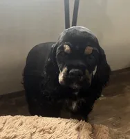 Lil Bit, a female Cocker Spaniel for sale in Atoka, OK – 3 of 5
