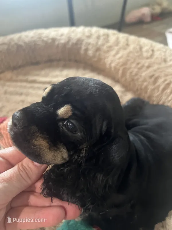 Lil Bit – Cocker Spaniel puppy for sale in Atoka, OK