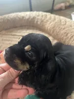 Lil Bit, a female Cocker Spaniel for sale in Atoka, OK – 1 of 5