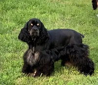 Lil Bit, a female Cocker Spaniel for sale in Atoka, OK – 5 of 5