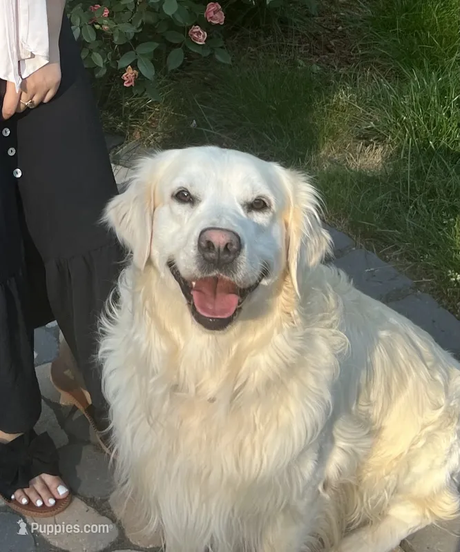 Jack – English Cream Golden Retriever puppy for sale in Hartford, CT