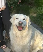 Jack, a male English Cream Golden Retriever for sale in Hartford, CT – 1 of 1