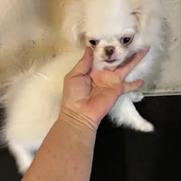 AKC champion bloodline, a female Japanese Chin for sale in Saint Hedwig, TX – Photo 3 of 5