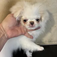 AKC champion bloodline, a female Japanese Chin for sale in Saint Hedwig, TX – Photo 5 of 5