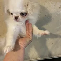 AKC champion bloodline, a female Japanese Chin for sale in Saint Hedwig, TX – Photo 4 of 5