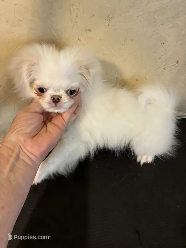 AKC champion bloodline