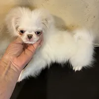 AKC champion bloodline, a female Japanese Chin for sale in Saint Hedwig, TX – Photo 1 of 5