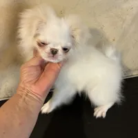 AKC champion bloodline, a female Japanese Chin for sale in Saint Hedwig, TX – Photo 2 of 5