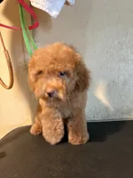 Red , a female Poodle - Toy  for sale in Saint Hedwig, TX – 2 of 6