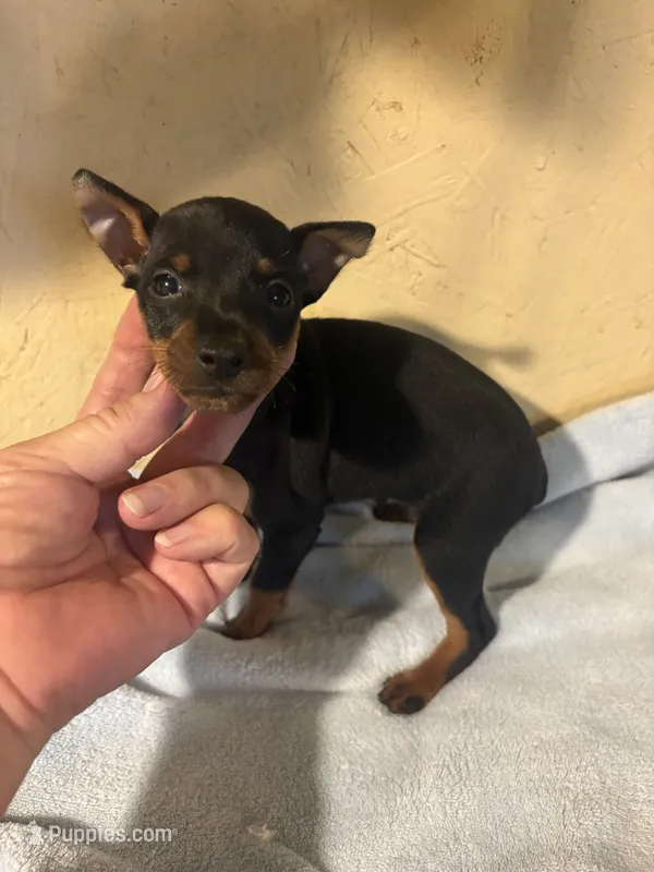 Duke – Miniature Pinscher puppy for sale in Saint Hedwig, TX