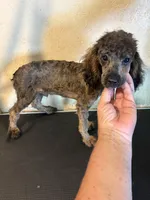 Sable boy, a male Poodle - Miniature  for sale in Saint Hedwig, TX – 2 of 2