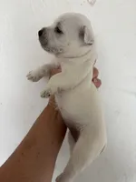Bella , a female West Highland White Terrier for sale in Saint Hedwig, TX – 2 of 2