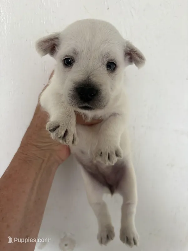 Bella  – West Highland White Terrier puppy for sale in Saint Hedwig, TX