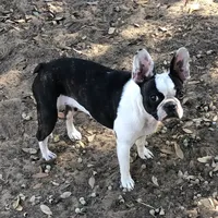 Girlie, a female Frenchton for sale in Saint Hedwig, TX – Photo 2 of 3