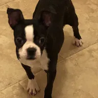 Girlie, a female Frenchton for sale in Saint Hedwig, TX – Photo 1 of 3