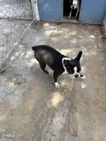 Girlie, a female Frenchton for sale in Saint Hedwig, TX – 4 of 6