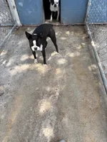 Girlie, a female Frenchton for sale in Saint Hedwig, TX – 6 of 6
