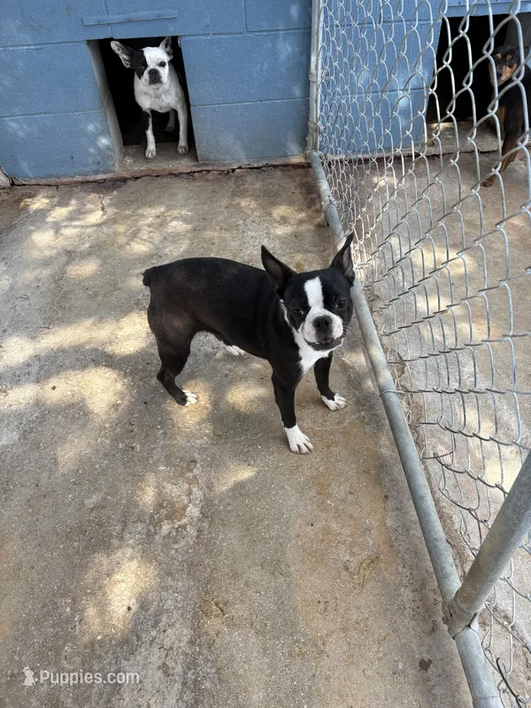 Girlie – Frenchton puppy for sale in Saint Hedwig, TX