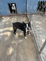 Girlie, a female Frenchton for sale in Saint Hedwig, TX – 1 of 6