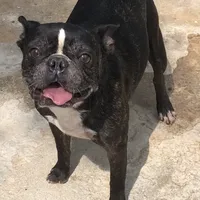 Girlie, a female Frenchton for sale in Saint Hedwig, TX – Photo 3 of 3