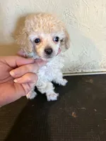 Pape’, a male Poodle - Toy  for sale in Saint Hedwig, TX – 3 of 3