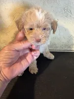 Buffy, a male Yorkipoo for sale in Saint Hedwig, TX – 3 of 4