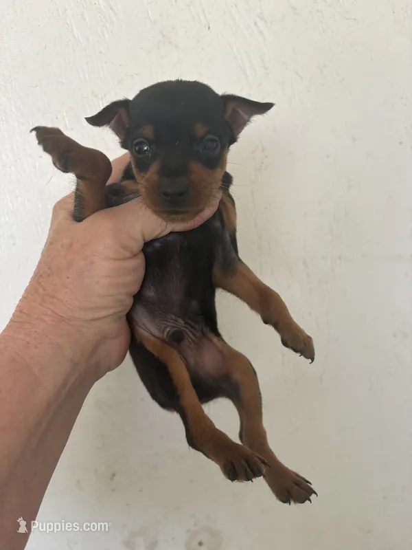 Cooper – Miniature Pinscher puppy for sale in Saint Hedwig, TX
