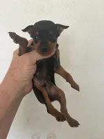 Cooper, a male Miniature Pinscher for sale in Saint Hedwig, TX – 1 of 3