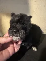 Lucy , a female Miniature Schnauzer for sale in Saint Hedwig, TX – 3 of 5