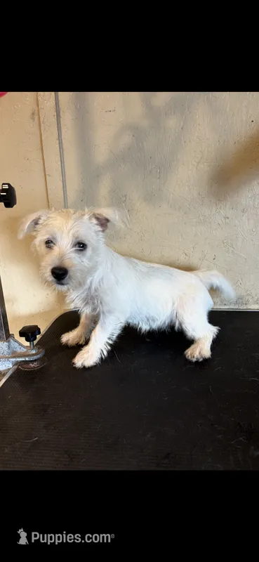 Pieper – West Highland White Terrier puppy for sale in Saint Hedwig, TX