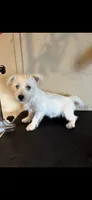 Pieper, a female West Highland White Terrier for sale in Saint Hedwig, TX – 1 of 2