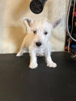 Crystal, a female West Highland White Terrier for sale in Saint Hedwig, TX – 2 of 4