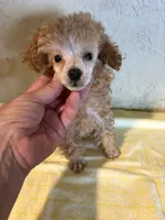AKC Cafe Au Late’, a female Poodle - Toy  for sale in Saint Hedwig, TX – 5 of 5