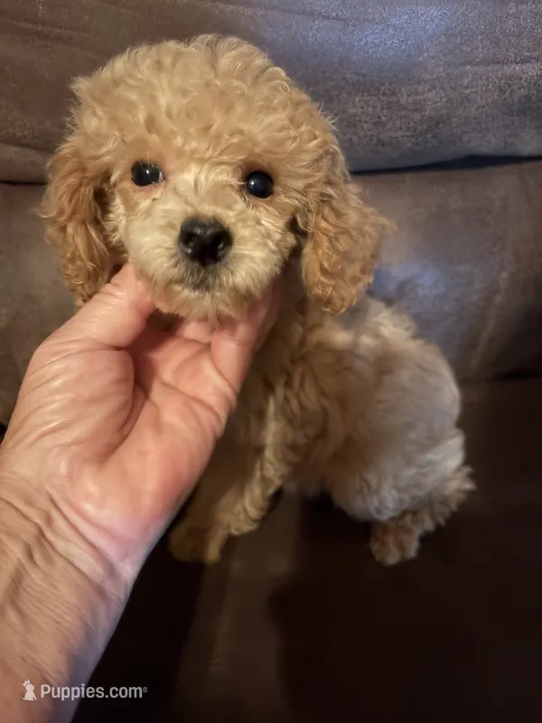 Apricot – Poodle - Toy  puppy for sale in Saint Hedwig, TX