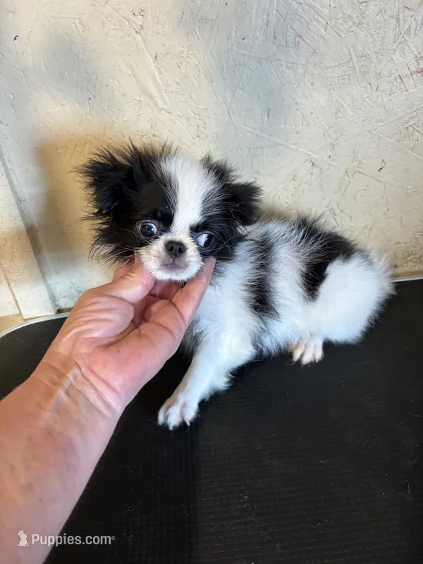 Chin diamond  – Japanese Chin puppy for sale in Saint Hedwig, TX