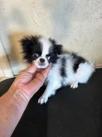 Chin diamond , a female Japanese Chin for sale in Saint Hedwig, TX – 1 of 6