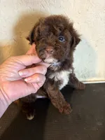 Cocoa, a male Yorkipoo for sale in Saint Hedwig, TX – 4 of 5