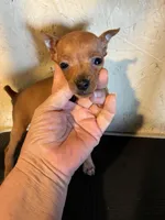 Red Man, a male Miniature Pinscher for sale in Saint Hedwig, TX – Photo 1 of 5