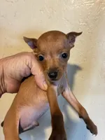 Red Man, a male Miniature Pinscher for sale in Saint Hedwig, TX – Photo 3 of 5