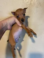 Red Man, a male Miniature Pinscher for sale in Saint Hedwig, TX – Photo 4 of 5