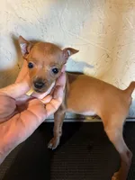 Red Man, a male Miniature Pinscher for sale in Saint Hedwig, TX – Photo 2 of 5