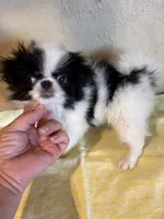 Chin diamond , a female Japanese Chin for sale in Saint Hedwig, TX – 2 of 6