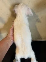 Dudley , a male West Highland White Terrier for sale in Saint Hedwig, TX – 4 of 7