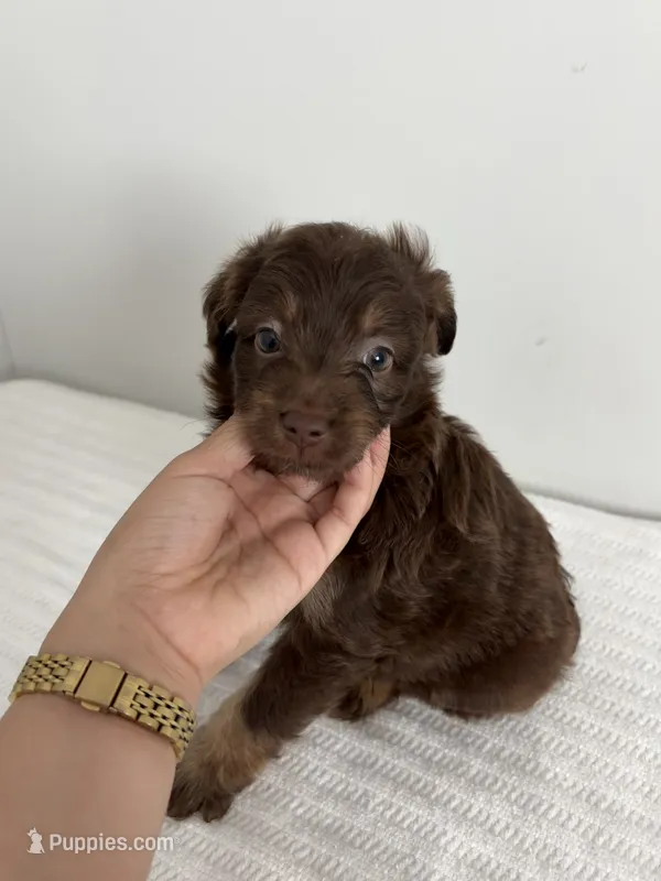 Booboo – Poodle - Miniature , Miniature Aussiedoodle puppy for sale in Saint Hedwig, TX