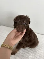 Booboo, a male Poodle - Miniature  and Miniature Aussiedoodle for sale in Saint Hedwig, TX – 1 of 1