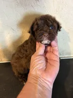 Cocoa, a male Yorkipoo for sale in Saint Hedwig, TX – 2 of 5