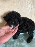 Black , a female Poodle - Toy  for sale in Saint Hedwig, TX – 1 of 2